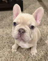 Maci, a female French Bulldog for sale in Burleson, TX – 2 of 7
