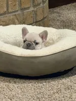 Koda, a male French Bulldog for sale in Burleson, TX – 5 of 6