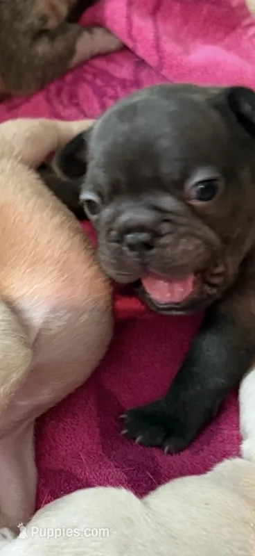 Monkey – French Bulldog puppy for sale in Burleson, TX