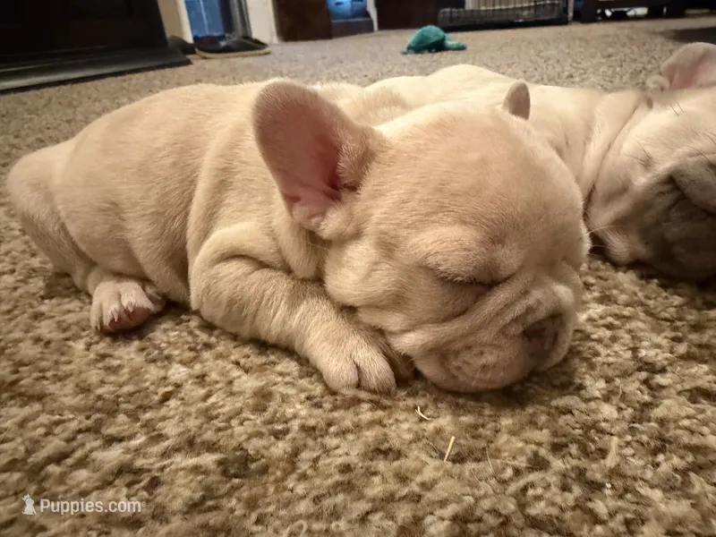 Maci – French Bulldog puppy for sale in Burleson, TX