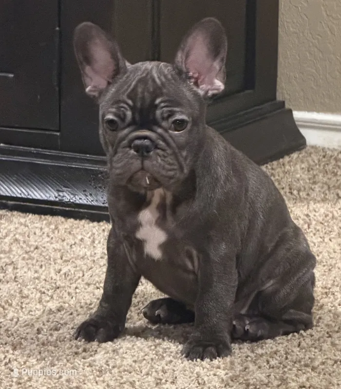 Monkey – French Bulldog puppy for sale in Burleson, TX