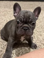 Monkey, a female French Bulldog for sale in Burleson, TX – 2 of 5