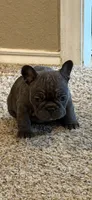 Monkey, a female French Bulldog for sale in Burleson, TX – 3 of 5
