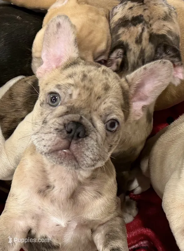 Dani – French Bulldog puppy for sale in Burleson, TX
