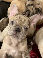 Dani, a female French Bulldog for sale in Burleson, TX – 1 of 6