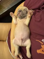 Beau, a male French Bulldog for sale in Burleson, TX – 2 of 4