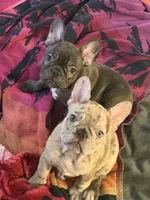 Dani, a female French Bulldog for sale in Burleson, TX – 4 of 6