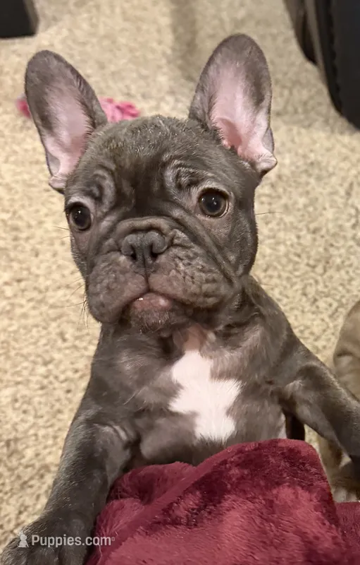 Monkey – French Bulldog puppy on hold in Burleson, TX