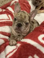 Dani, a female French Bulldog for sale in Burleson, TX – 5 of 6