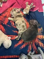 Dani, a female French Bulldog for sale in Burleson, TX – 3 of 3