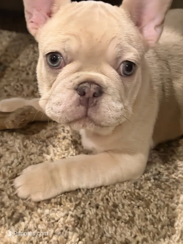 Maci – French Bulldog puppy for sale in Burleson, TX