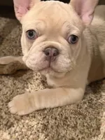 Maci, a female French Bulldog for sale in Burleson, TX – 1 of 7