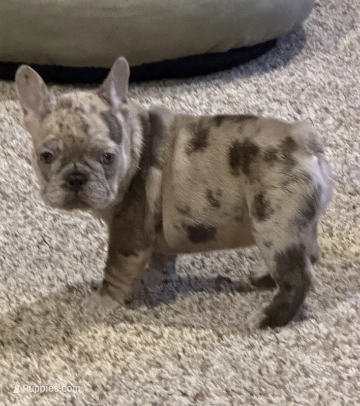 Dani – French Bulldog puppy for sale in Burleson, TX