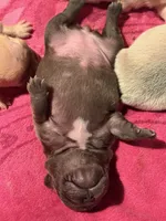 Monkey, a female French Bulldog for sale in Burleson, TX – 4 of 5