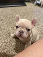 Maci, a female French Bulldog for sale in Burleson, TX – 5 of 5