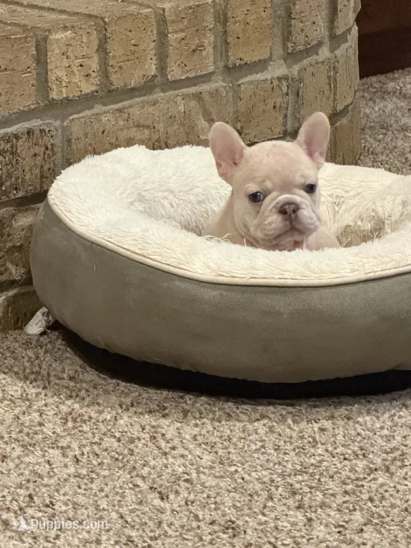 Maci – French Bulldog puppy for sale in Burleson, TX