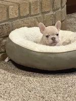 Maci, a female French Bulldog for sale in Burleson, TX – 3 of 7
