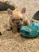 Beau, a male French Bulldog for sale in Burleson, TX – 4 of 4
