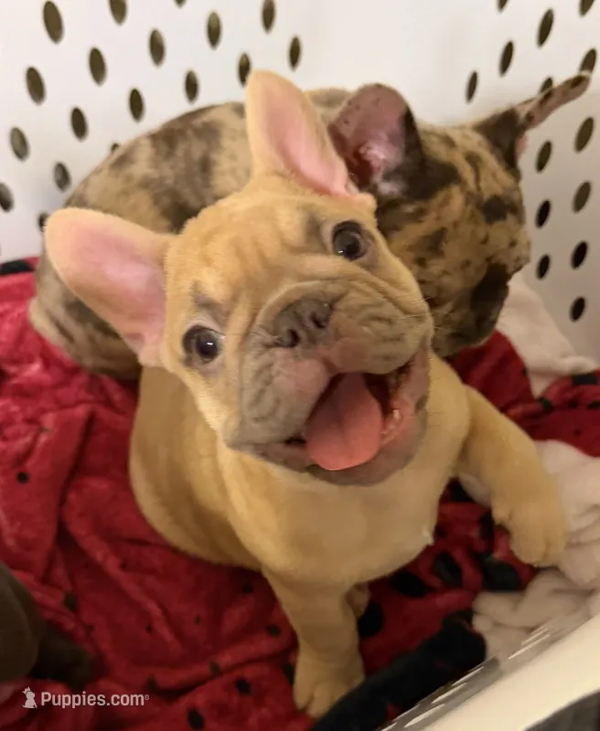 Beau – French Bulldog puppy for sale in Burleson, TX