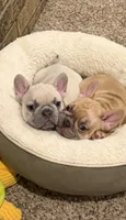 Koda, a male French Bulldog for sale in Burleson, TX – 6 of 6