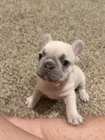 Koda, a male French Bulldog for sale in Burleson, TX – 3 of 3