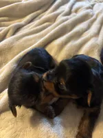 Male Traditional, a male Yorkshire Terrier for sale in Lincolnton, NC – 3 of 3