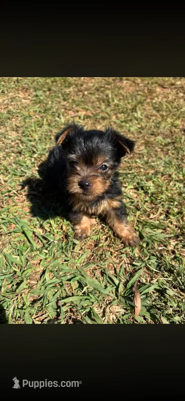 Male Traditional – Yorkshire Terrier puppy for sale in Lincolnton, NC