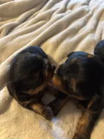 Male Traditional, a male Yorkshire Terrier for sale in Lincolnton, NC – 2 of 3