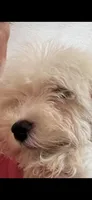 Jack, a male Morkie for sale in Lincolnton, NC – 3 of 3