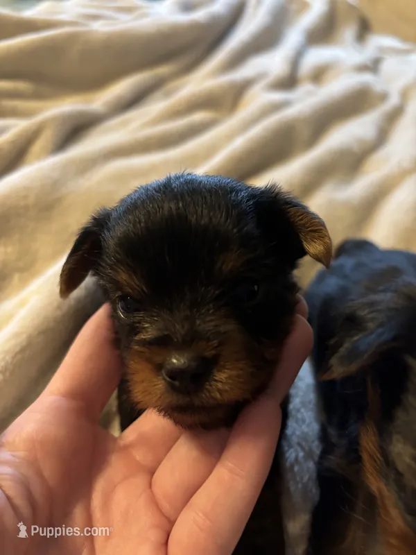 Male Traditional – Yorkshire Terrier puppy for sale in Lincolnton, NC