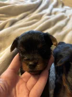 Male Traditional, a male Yorkshire Terrier for sale in Lincolnton, NC – 1 of 3