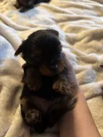 Female Teaditional, a female Yorkshire Terrier for sale in Lincolnton, NC – 2 of 2
