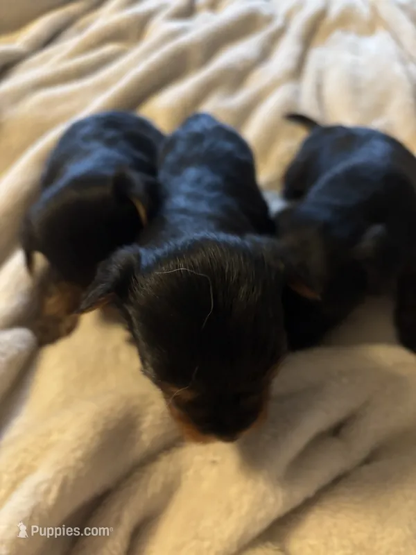 Kb black female – Yorkshire Terrier puppy for sale in Lincolnton, NC