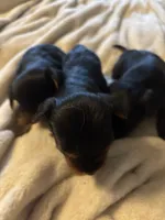 Kb black female, a female Yorkshire Terrier for sale in Lincolnton, NC – 1 of 5
