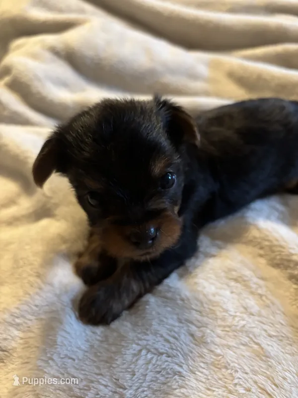 Female Teaditional – Yorkshire Terrier puppy for sale in Lincolnton, NC