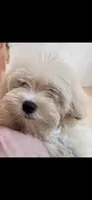 Jack, a male Morkie for sale in Lincolnton, NC – 2 of 3