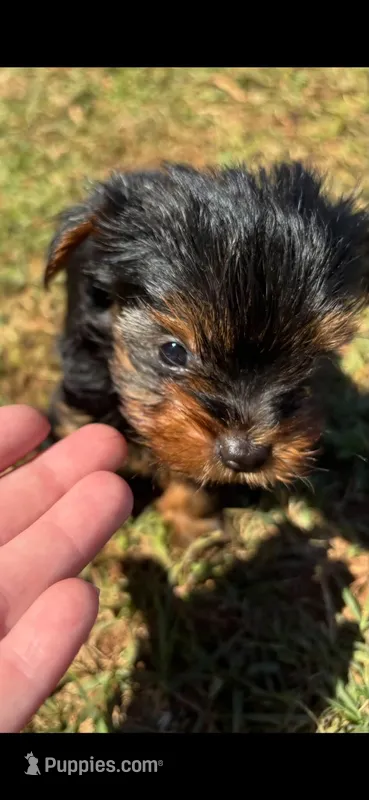 Female Teaditional – Yorkshire Terrier puppy for sale in Lincolnton, NC