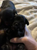 Kb black female, a female Yorkshire Terrier for sale in Lincolnton, NC – 5 of 5