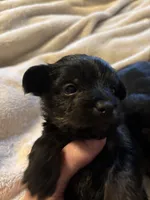 Kb black female, a female Yorkshire Terrier for sale in Lincolnton, NC – 3 of 5