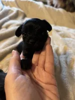 Kb black female, a female Yorkshire Terrier for sale in Lincolnton, NC – 4 of 5