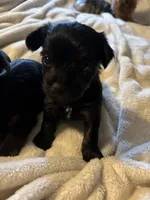 Kb black female, a female Yorkshire Terrier for sale in Lincolnton, NC – 2 of 5