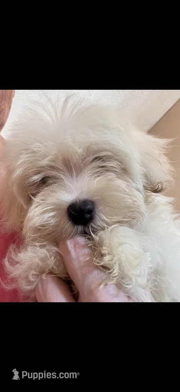Jack – Morkie puppy for sale in Lincolnton, NC