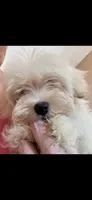 Jack, a male Morkie for sale in Lincolnton, NC – 1 of 3
