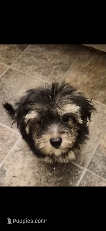Pixie – Morkie puppy for sale in Lincolnton, NC
