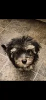 Pixie, a female Morkie for sale in Lincolnton, NC – 1 of 1