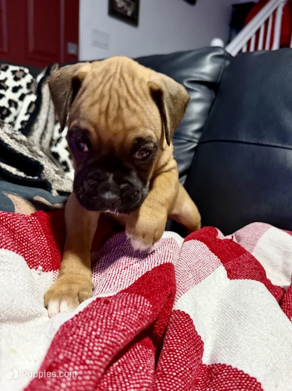 Rex – Boxer puppy for sale in Sparks, NV