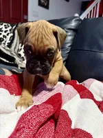 Rex, a male Boxer for sale in Sparks, NV – 1 of 2
