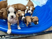 Dotty, a female Boxer for sale in Sparks, NV – 2 of 2