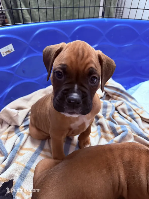 Chubbs – Boxer puppy for sale in Sparks, NV