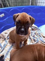 Chubbs, a male Boxer for sale in Sparks, NV – 1 of 2